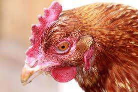 Fuel shortage hits poultry business