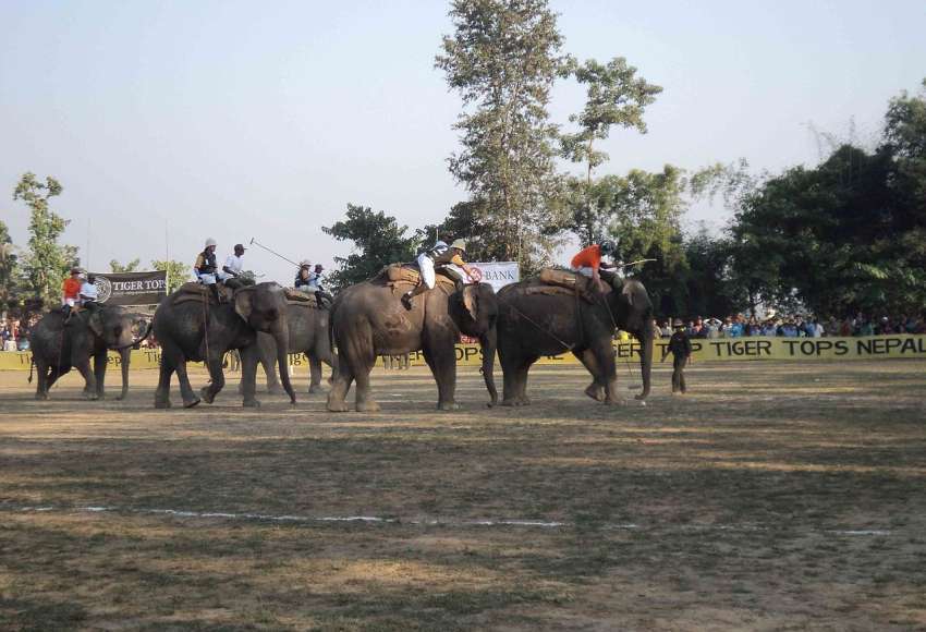 International Elephant Polo begins