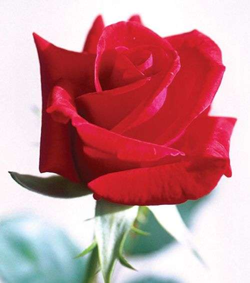 Valentine’s Day: Transaction of Red Roses worth Rs 20 Million Expected