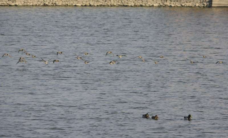 Winter migratory birds arrive in Nepal