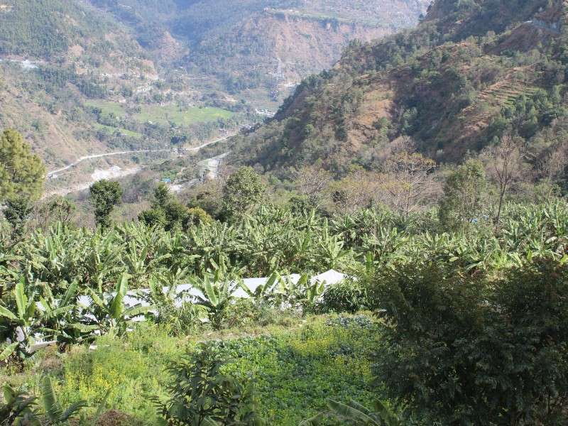 Banana Farming Replaces Traditional Crops in a Village in Myagdi