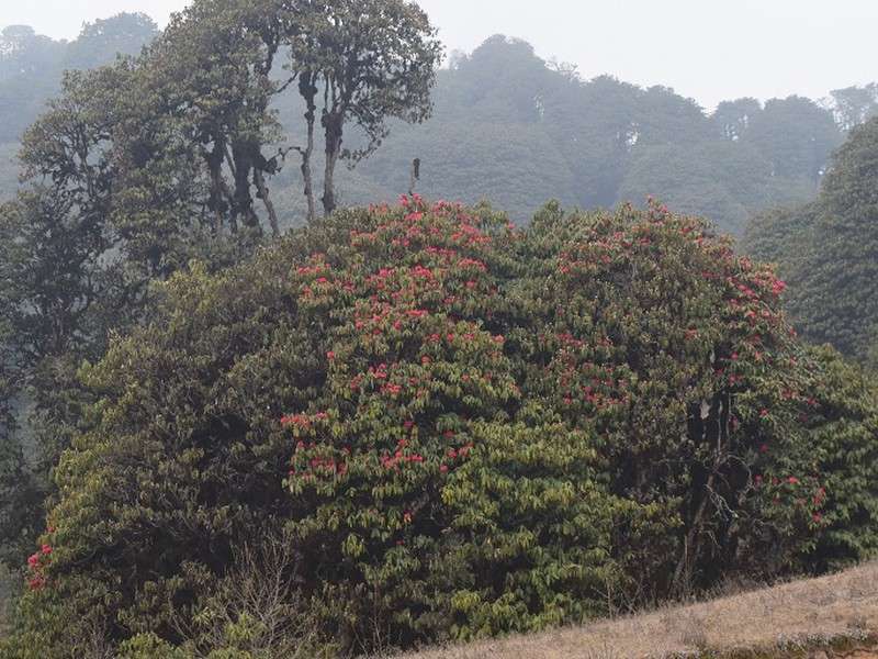 Eastern Nepal Ready to Welcome Tourists this Spring Season