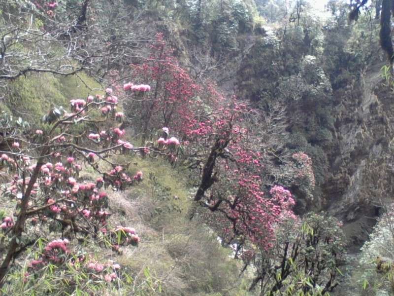 Karnali Province Allocates Rs 3 million for Conservation of Rhododendron Forests