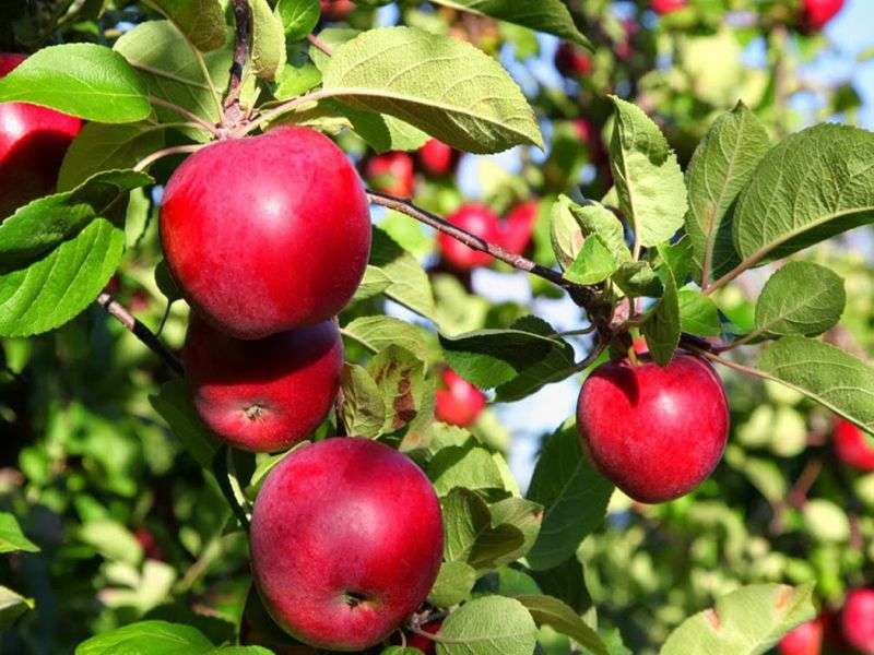 Nepal Unable to Produce Apples to meet Internal Demand