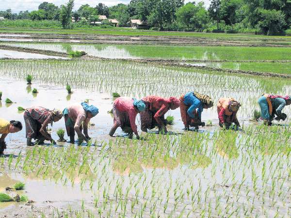 Arable Land Shrinking: Economic Survey 