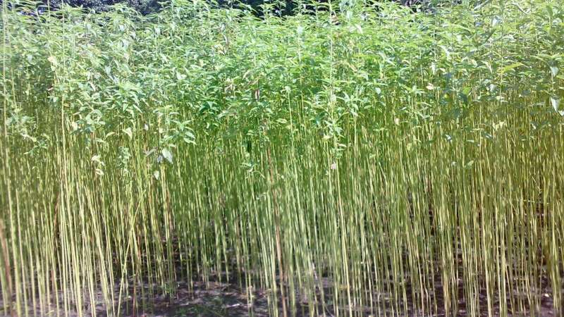 ‘Government’s Apathy Results in Shrinking Jute Farming’