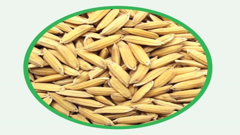 Nepal to Challenge India’s Geographical Indication Claim on Basmati Rice