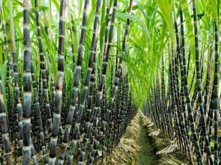 Arresting Defaulting Sugar Mill Owners is not the Solution to the Problem: Sugarcane Farmers