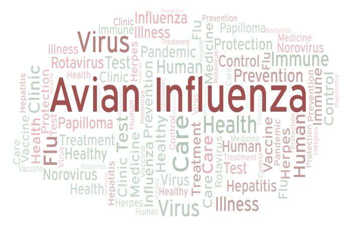 Government Lacks Adequate Laboratories for Testing Bird Flu 