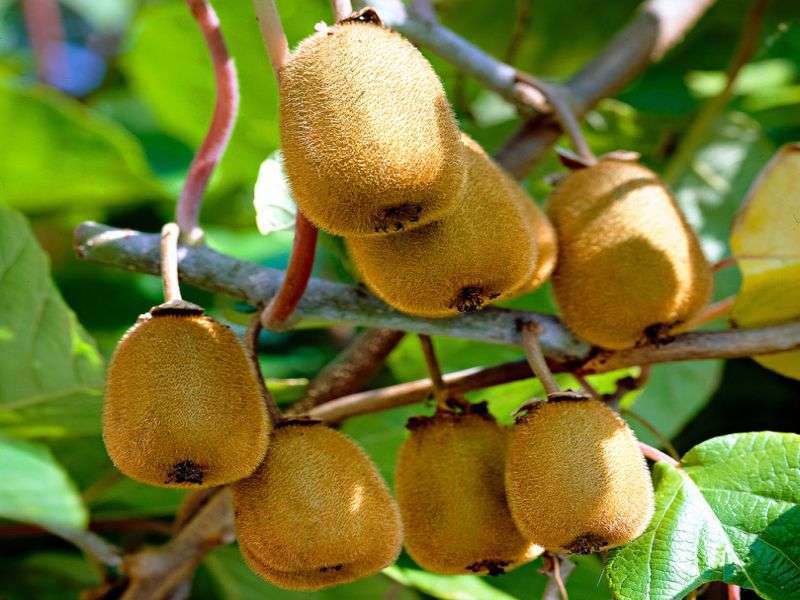 Government Planning to Develop Sindhupalchowk as ‘Kiwi Zone’ 
