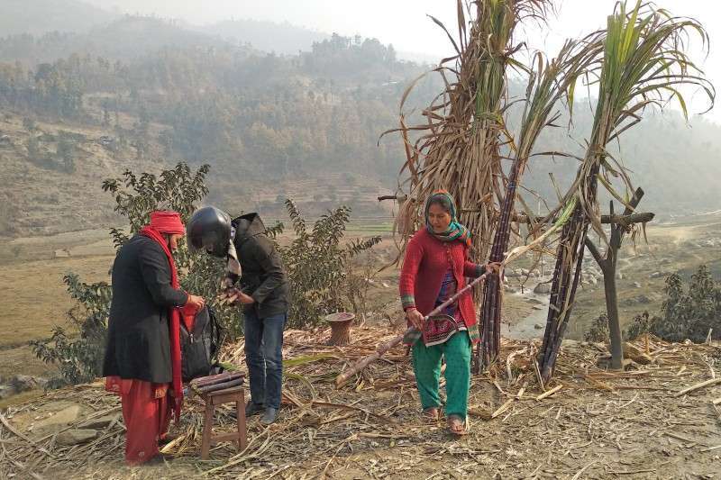 Thirty five Percent Farmers 'Abandon' Sugarcane Farming
