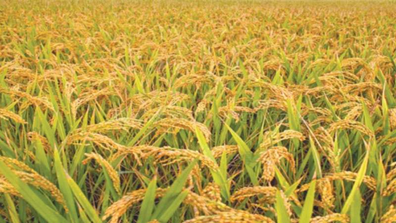 Food Production Declining in Nepal