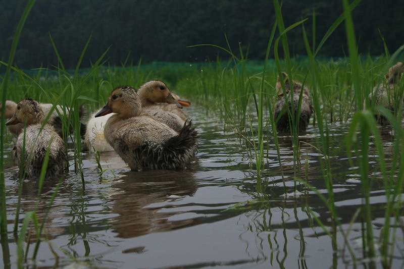 National Food Bank to Use Rice-Duck Farming System