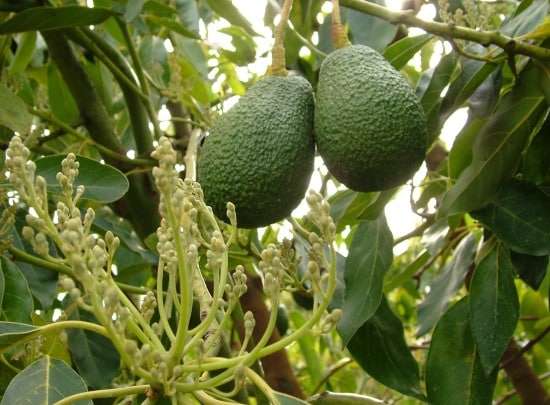 Commercial Farming of Avocado Flourishing in Bhojpur