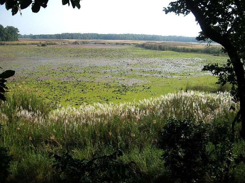 Shuklaphanta National Park Opened for Tourists   