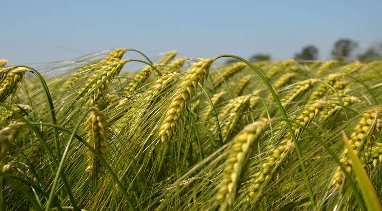Farmers Face Shortage of Fertilizer Once Again for Planting Wheat