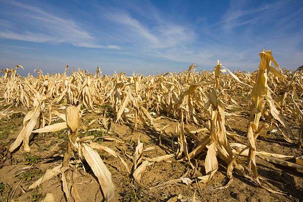 Farmers affected by Natural Disasters yet to get Relief in Jhapa