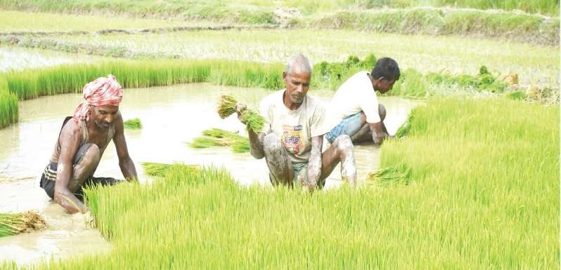 Nepal Imported Fertilizers Worth Rs 113.90 Billion in Five Years
