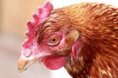 Fuel shortage hits poultry business