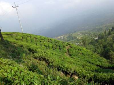 1,300-kg organic tea exported