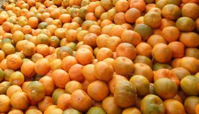 Remote village in Jajarkot produces oranges worth Rs 5 million