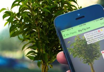 Government to launch agricultural app
