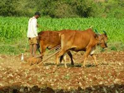 Agriculture production on the decline with traditional farming