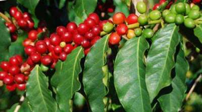 NTCDB Sets Support Price of Coffee
