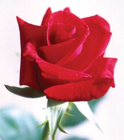 Valentine’s Day: Transaction of Red Roses worth Rs 20 Million Expected