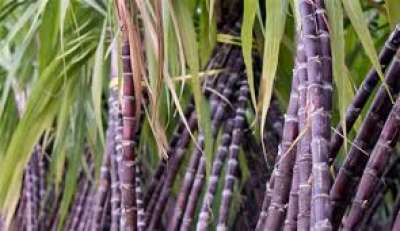 Government Preparing to Increase Tariff on Sugar Imports