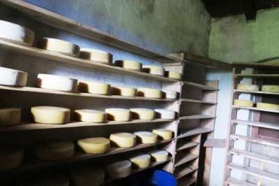 Farmers Switch to Cheese Production in Myagdi
