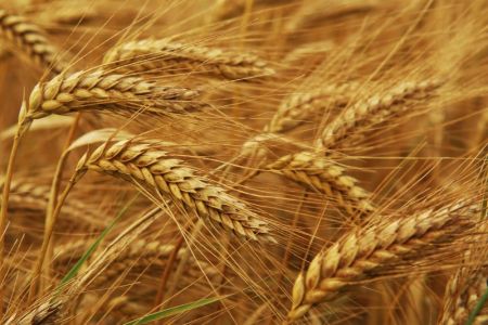 Modern Storage Facility of Grains Available in Nepal