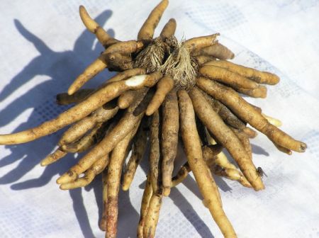 ‘Transit permit’ takes toll on herbal export