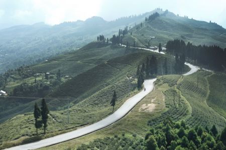 Tea Farming Insurance Policy Comes into Effect