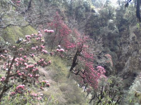 Rhododendron Starts Blossoming in Winter due to Global Warming