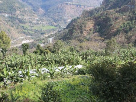Banana Farming Replaces Traditional Crops in a Village in Myagdi