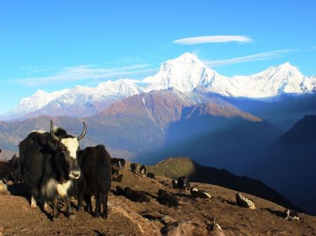 Govt collects Rs 40 million from Climbers this Season