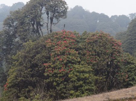 Eastern Nepal Ready to Welcome Tourists this Spring Season
