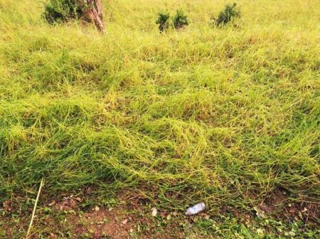 Hailstones Destroy Crops in Dailekh