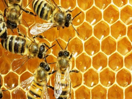 Beekeeping Generating Good Income in Sisne