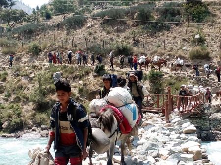 Yarsa Collectors Flock to Dolpa as Season Begins