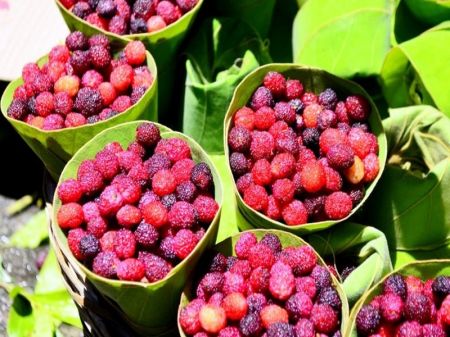 Bayberries Become a Good Source of Income for Locals of Dailekh