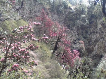 Karnali Province Allocates Rs 3 million for Conservation of Rhododendron Forests
