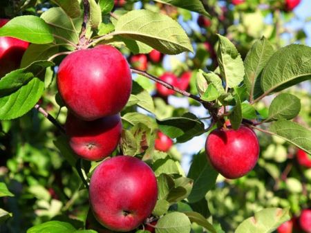 Nepal Unable to Produce Apples to meet Internal Demand