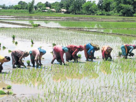 Arable Land Shrinking: Economic Survey 