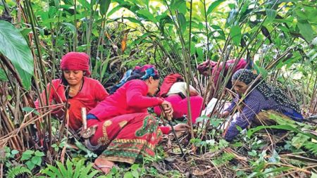 Indian Businessmen Visit Nepal to Purchase Black Cardamom
