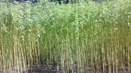‘Government’s Apathy Results in Shrinking Jute Farming’