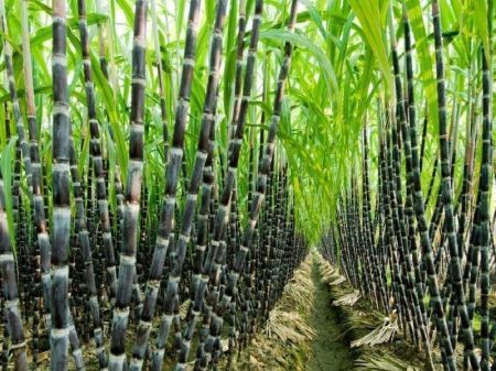 Arresting Defaulting Sugar Mill Owners is not the Solution to the Problem: Sugarcane Farmers