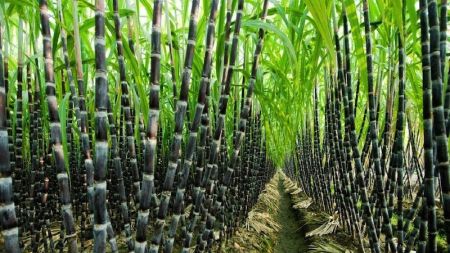 Sugarcane Farmers Warn of Hunger Strike