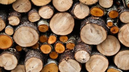 Ban on Collection of Timber Cause Price Hike of Furniture 